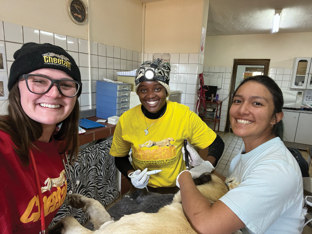 Three people in a clinic treat a cheetah.