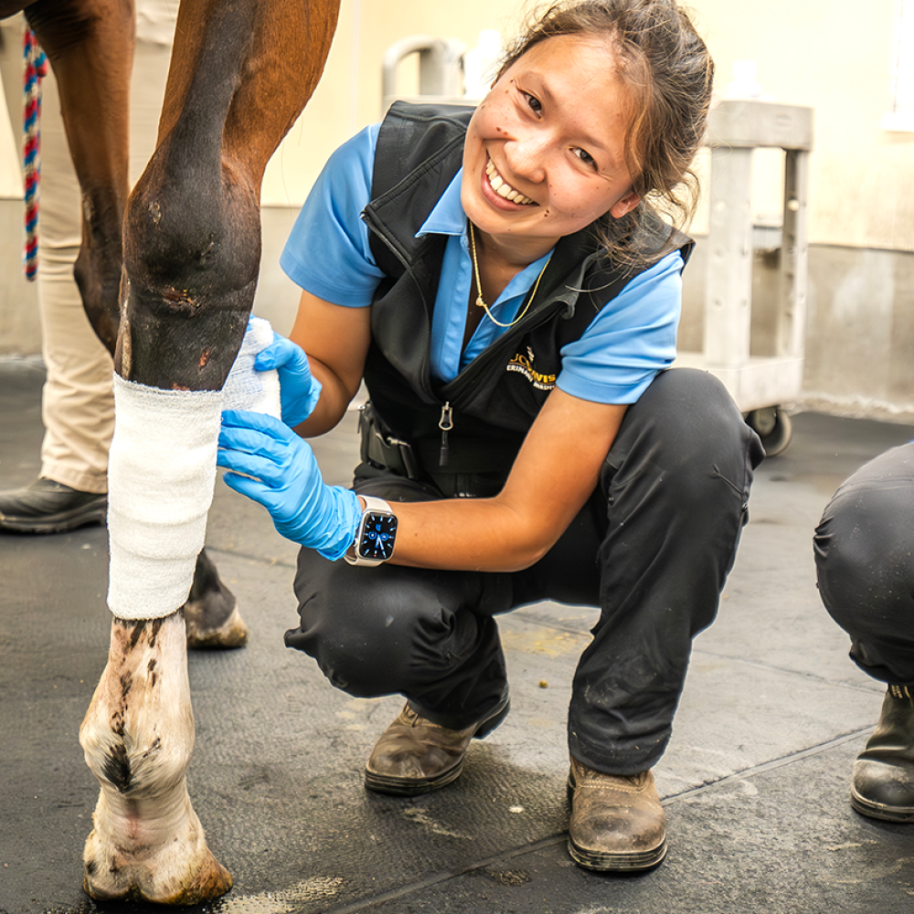 a vet bandages a horse's leg