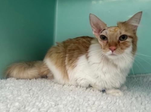 orange cat in hospital with scar over eye
