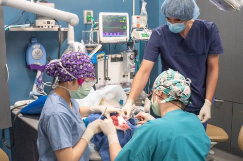 veterinarians perform oral procedure on dog