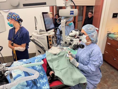 veterinarian in operating room looking through microscope over the patient