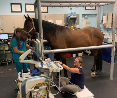veterinarian at UC Davis veterinary hospital using ultrasound on horse