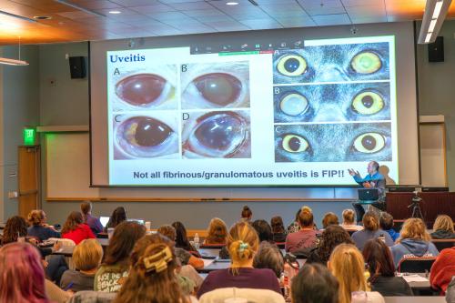 Veterianry Ophthalmologist lecturing to group with photos of cats eyeballs on screen 