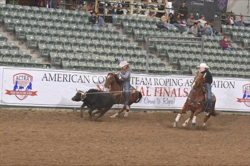 horses and riders roping a steer in a team roping competition