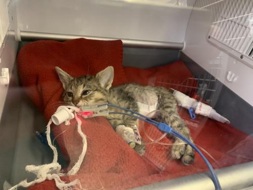 kitten in incubator