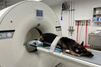 dog on PET CT scanner
