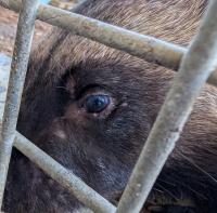 close up of wolverine's face showing eye with no cataract