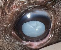close up of eye with large cataract