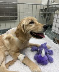 dog in hospital in recovery stall