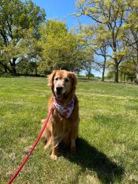 dog sitting in grass at park