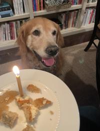 dog with treat with candle in it