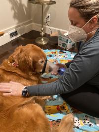 dog with inhaler in its snout