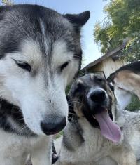 two dogs enjoying each other's company