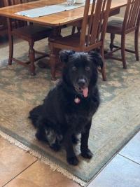 black dog sitting next to dining room table
