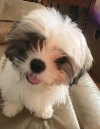 Thih Tzu puppy on couch