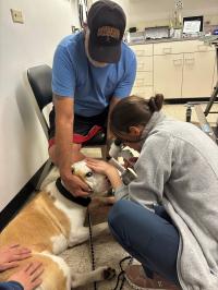 veterinarian examining a dog's eye