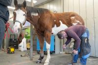 farrier shoeing a horse