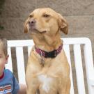 boy and dog