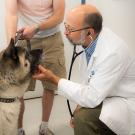 veterinarian examing dog