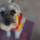 Bobby, a Schnauzer dog, had cataract surgery at UC Davis veterinary hospital