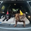Two dogs with birthday hats