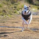 dog on a trail