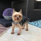 UC Davis veterinary dog patient had leg bone regrown 