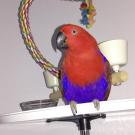 Eclectus parrot named Ginger treated for proventricular dilation at UC Davis veterinary hospital