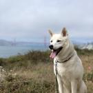 A dog with the San Francisco Golden Gate Bridge in background.