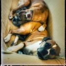 Two dogs lying on a couch