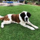 dog laying on grass