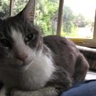 Tilden had a cancerous tumor removed from his chest at the UC Davis veterinary hospital.