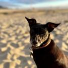 Dog sitting on sand at beach.