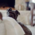 Here’s how to make sure your pooch is ready for the new baby 