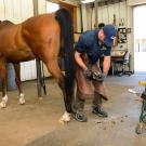 A horse in the farrier shop at UC Davis.