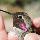 male Anna's hummingbird