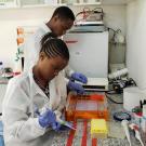 USAID PREDICT interns conduct lab work at Sokoine University of Agriculture in Tanzania. (Courtesy USAID PREDICT)