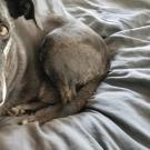 Sadie Mae the dog