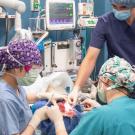 The new Meadowview Foundation Dentistry and Oral Surgery Center at UC Davis’ School of Veterinary Medicine is a hub for treatment and discovery. (Mike Bannasch/UC Davis)