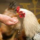 A hand feeding a chicken grain.