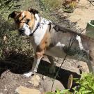 dog standing on large rock in backyard garden
