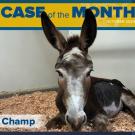 donkey in stall