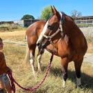girl holding reign of horse in pasture