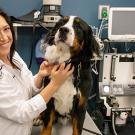 veterinarian examining dog