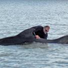 veterinarian in water with whale