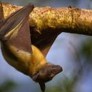 straw-coloured fruit bat