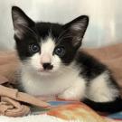 kitten laying on blanket