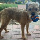 Teddy