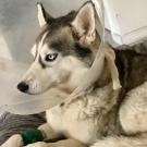 husky wearing e-collar