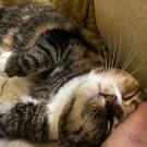 cat being comforted by human hand